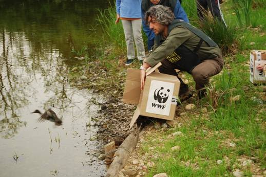 wwfBB