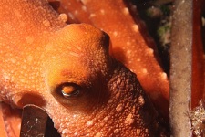 polpessa