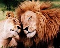 oroscopo_animali