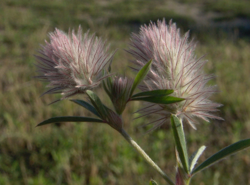 RICERCA  SUGLI EFFETTI DELLE RADIOFREQUENZE SULLA FLORA SELVATICA